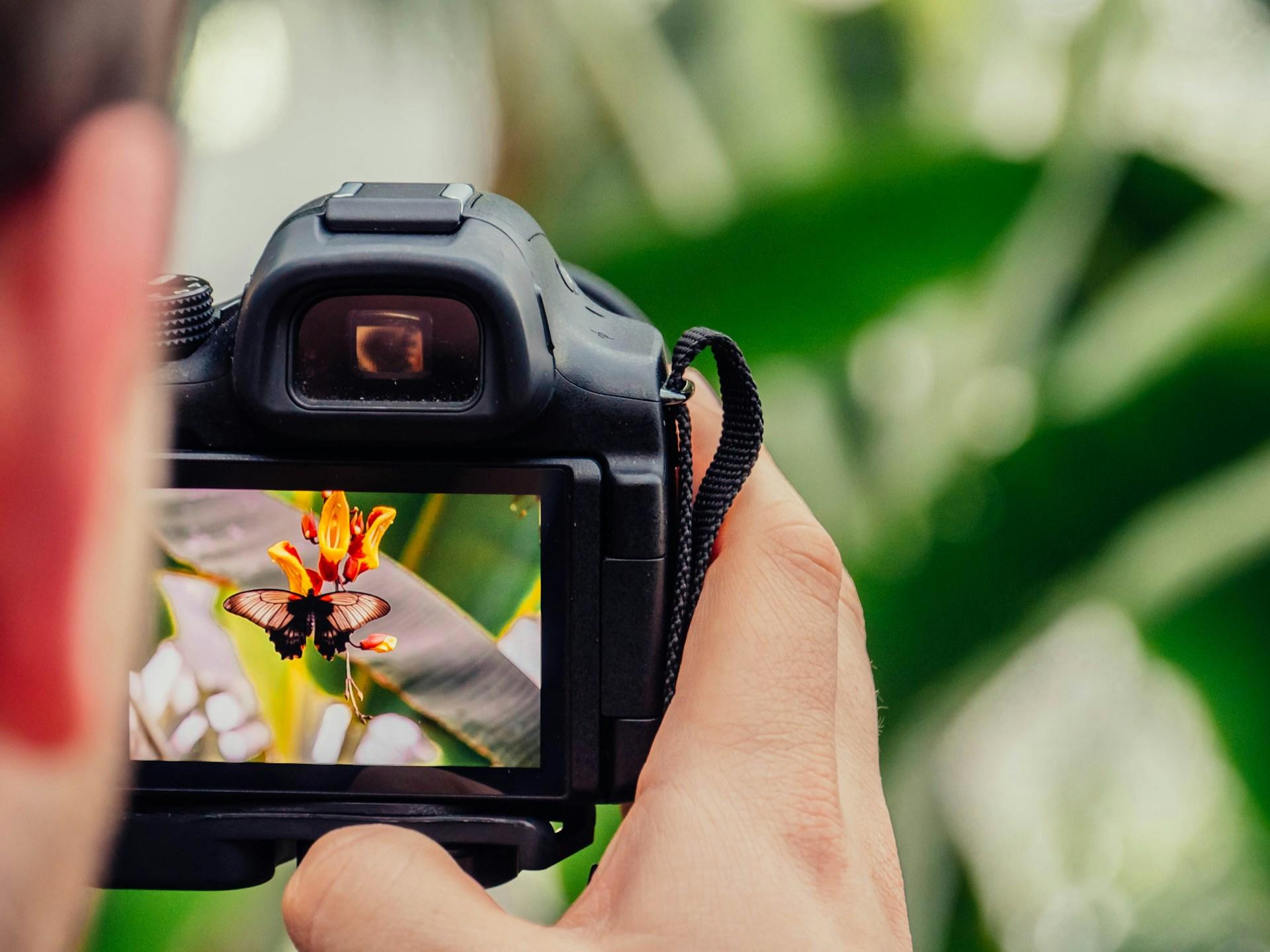 person photographing a butterfly